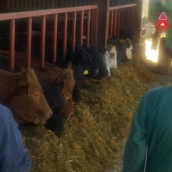 Growing TMR ration for beef cattle